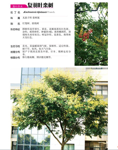 澳洲幸运5