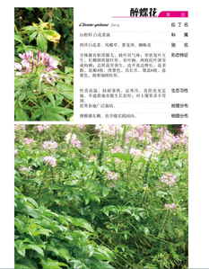 澳洲幸运5